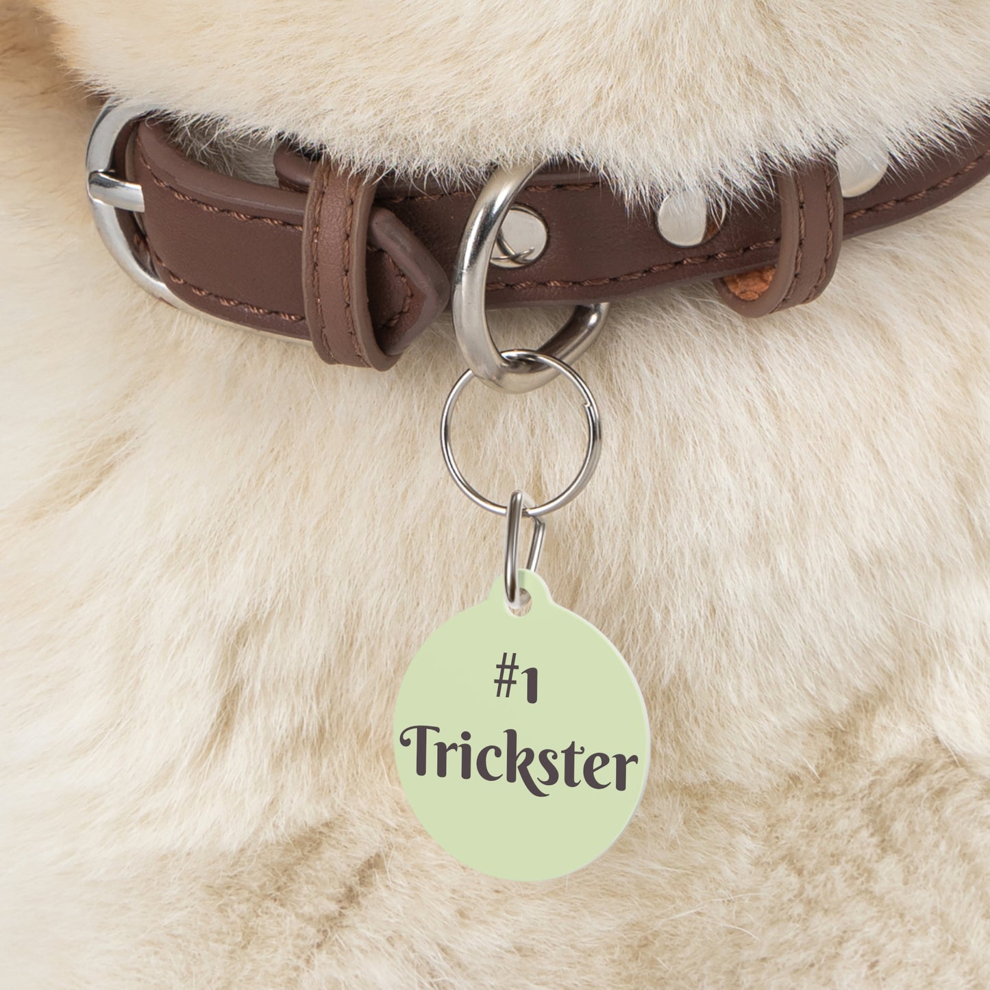 Pet Tag #1 Trickster